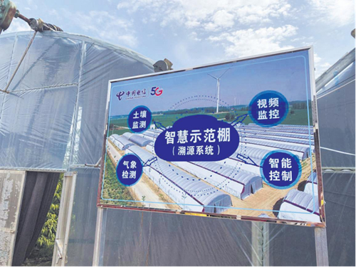 陕西渭南市蒲城县椿林镇的春雨甜桃示范园