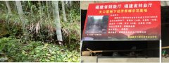 <b>甜了员工，乐了帮扶村——福建公司公益扶贫为</b>