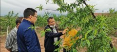 <b>提升造血能力 筑牢脱贫根基 ——广东公司产业扶</b>